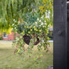 White flowers and foliage in a basket, hanging on a bracket in a garden