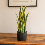A snake plant with green and yellow variegated leaves in a matte black pot, placed on a wooden table against a light wall with a framed print in the background.