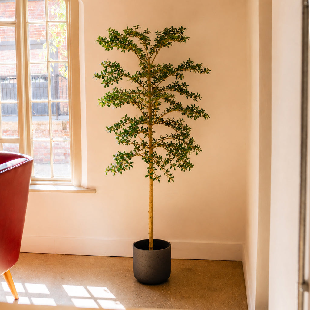 A tall artificial tree with green leaves and a light brown trunk, potted in a dark gray cylindrical planter, placed in a corner of a room with beige walls anext to a window and a red chair.
