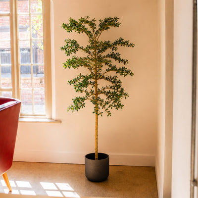 A tall artificial tree with green leaves and a light brown trunk, potted in a dark gray cylindrical planter, placed in a corner of a room with beige walls anext to a window and a red chair.