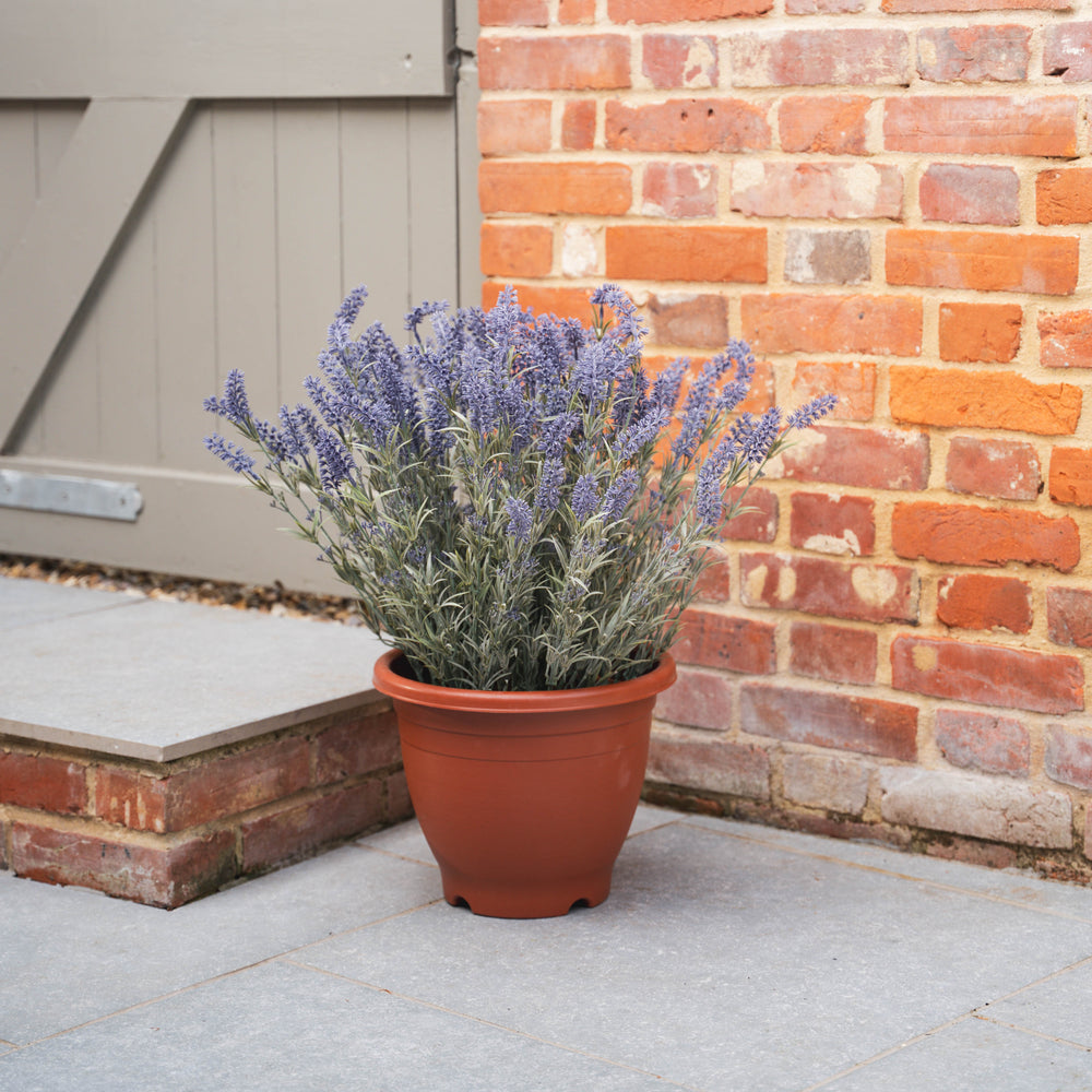 Potted lavender plant in front of a brick wall