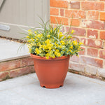 Plastic pot with yellow flowers against a brick wall.