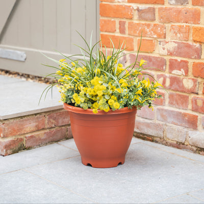 Plastic pot with yellow flowers against a brick wall.