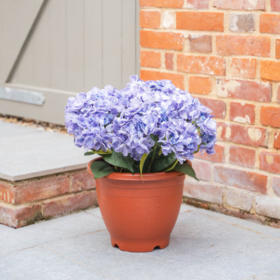 Potted purple hydrangea plant in front of a brick wall
