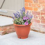 Plastic pot with colourful flowers on a patio next to a brick wall