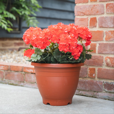 Potted red geranium plant on a concrete surface with a brick wall and greenery in the background