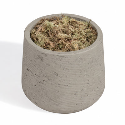 A small cylindrical concrete planter pot filled with pale green and brown moss, shown on a plain white background.