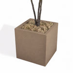 A square concrete planter in a warm taupe-brown color, containing a small tree with dark branches and pale green-brown moss, shown on a white background.