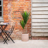 Potted yucca plant next to a brick wall and patio furniture.