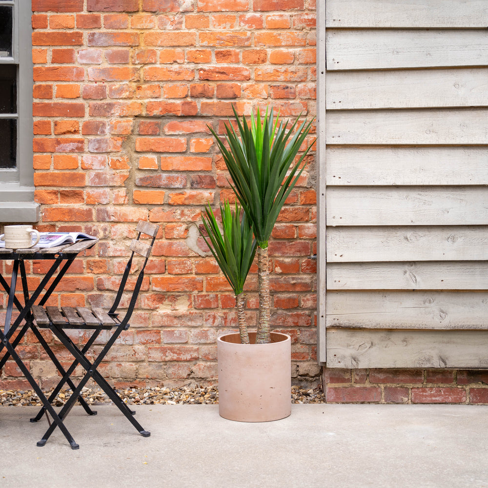 Potted yucca plant next to a brick wall and patio furniture.