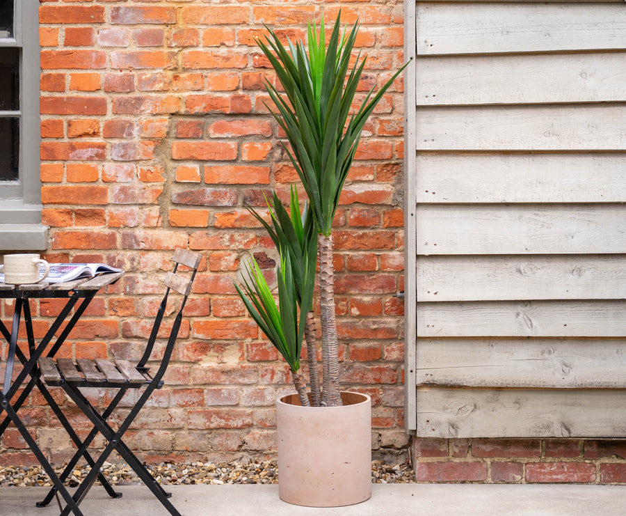 Potted plant next to a brick wall and wooden shed