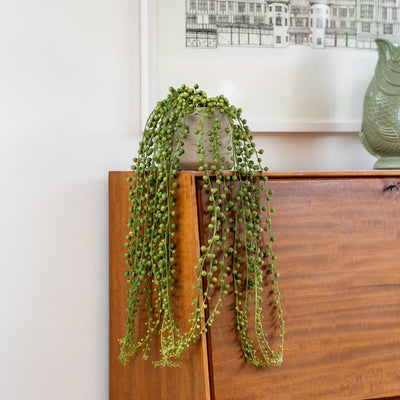A trailing green succulent plant with small bead-like leaves draped over the edge of a wooden cabinet in a home interior setting.