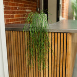 A green trailing houseplant in a light-colored pot, placed on a modern wooden slat counter with a metal top in an indoor setting with a brick wall background.