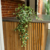 A trailing ivy plant with green and white variegated leaves draped over a modern wooden slatted counter with a dark metal top, set against a brick wall background.