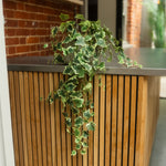 A trailing ivy plant with green and white variegated leaves draped over a modern wooden slatted counter with a dark metal top, set against a brick wall background.