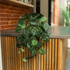 A trailing houseplant with glossy dark green leaves featuring light green variegation, draped over a modern wooden slat counter in an indoor setting with a brick wall background.