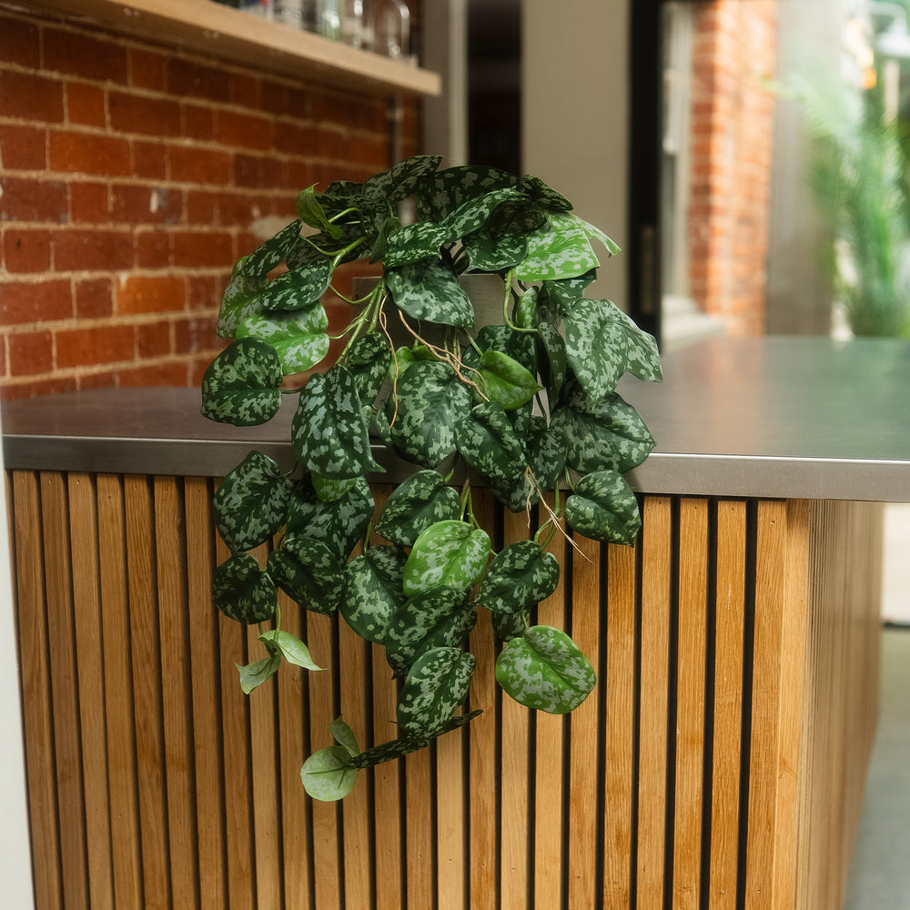 A trailing houseplant with glossy dark green leaves featuring light green variegation, draped over a modern wooden slat counter in an indoor setting with a brick wall background.