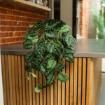 A trailing houseplant with glossy dark green leaves featuring light green variegation, draped over a modern wooden slat counter in an indoor setting with a brick wall background.