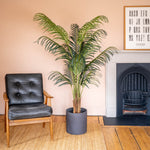 Tall palm tree in black clay pot, against a peach wall and next to a black leatherette armchair and fireplace.