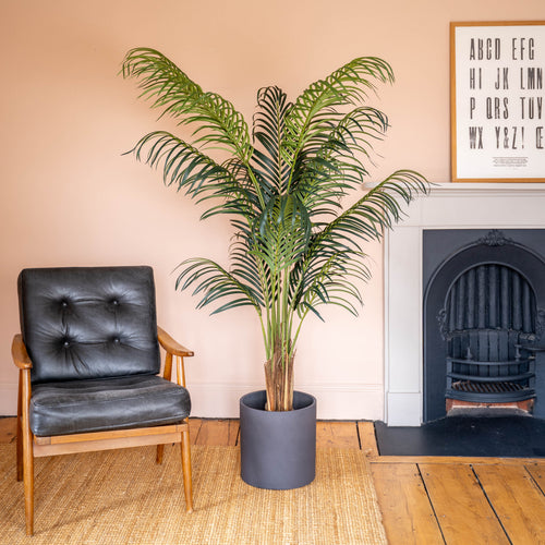 Tall palm tree in black clay pot, against a peach wall and next to a black leatherette armchair and fireplace.