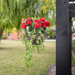 Red flowers and foliage in a basket, hanging on a bracket in a garden