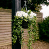 Wild berry & geranium hanging basket