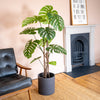Potted cheese plant in a living room with a black chair and fireplace.