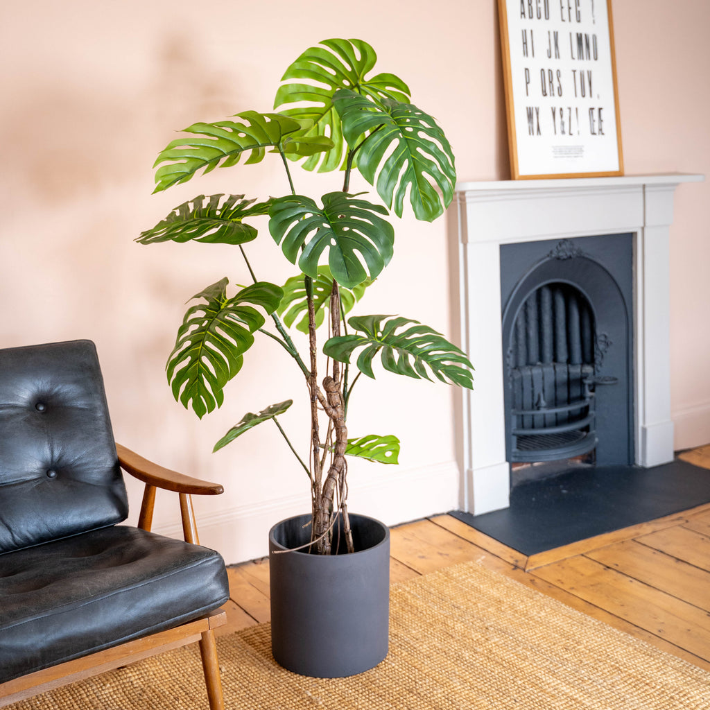 Potted cheese plant in a living room with a black chair and fireplace.