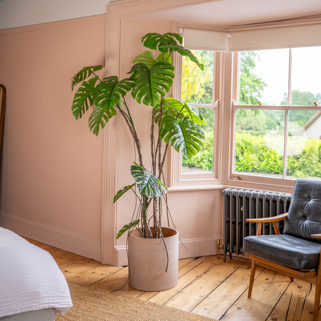 Potted cheese plant in a bedoom with a black chair and bay window.