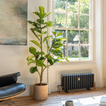 Living room with a yellow sofa, black chair, and a large window with a plant and radiator.
