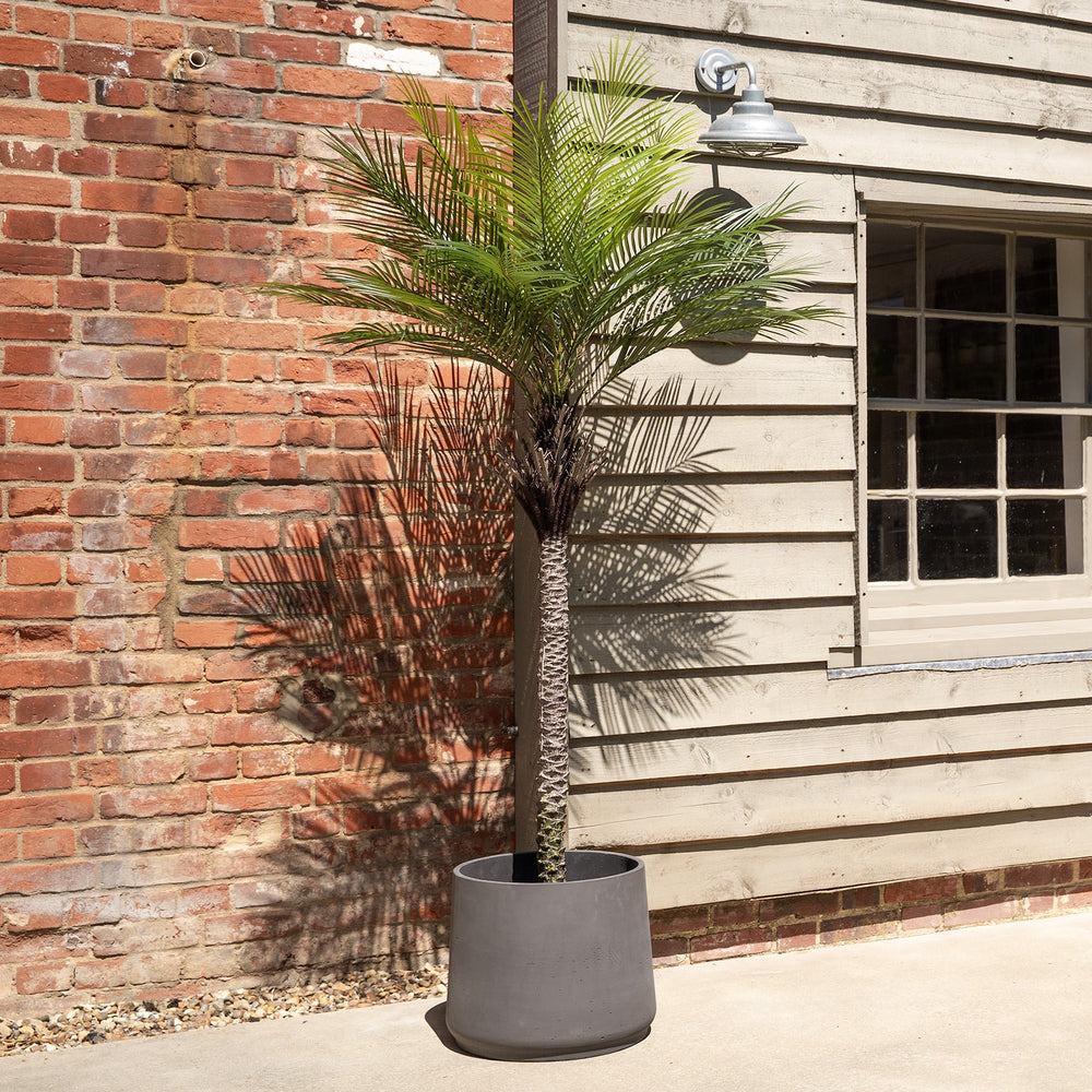 Potted palm tree in front of a brick wall and wooden building