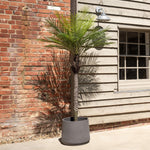Potted palm tree in front of a brick wall and wooden building