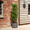 Potted plant in front of a brick and wooden building