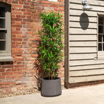 Potted plant in front of a brick and wooden building