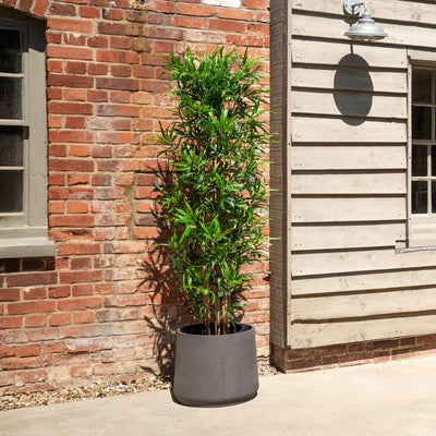 Potted plant in front of a brick and wooden building