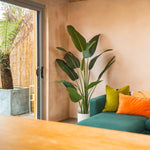 Living room with a green sofa, colorful pillows, and a large plant.