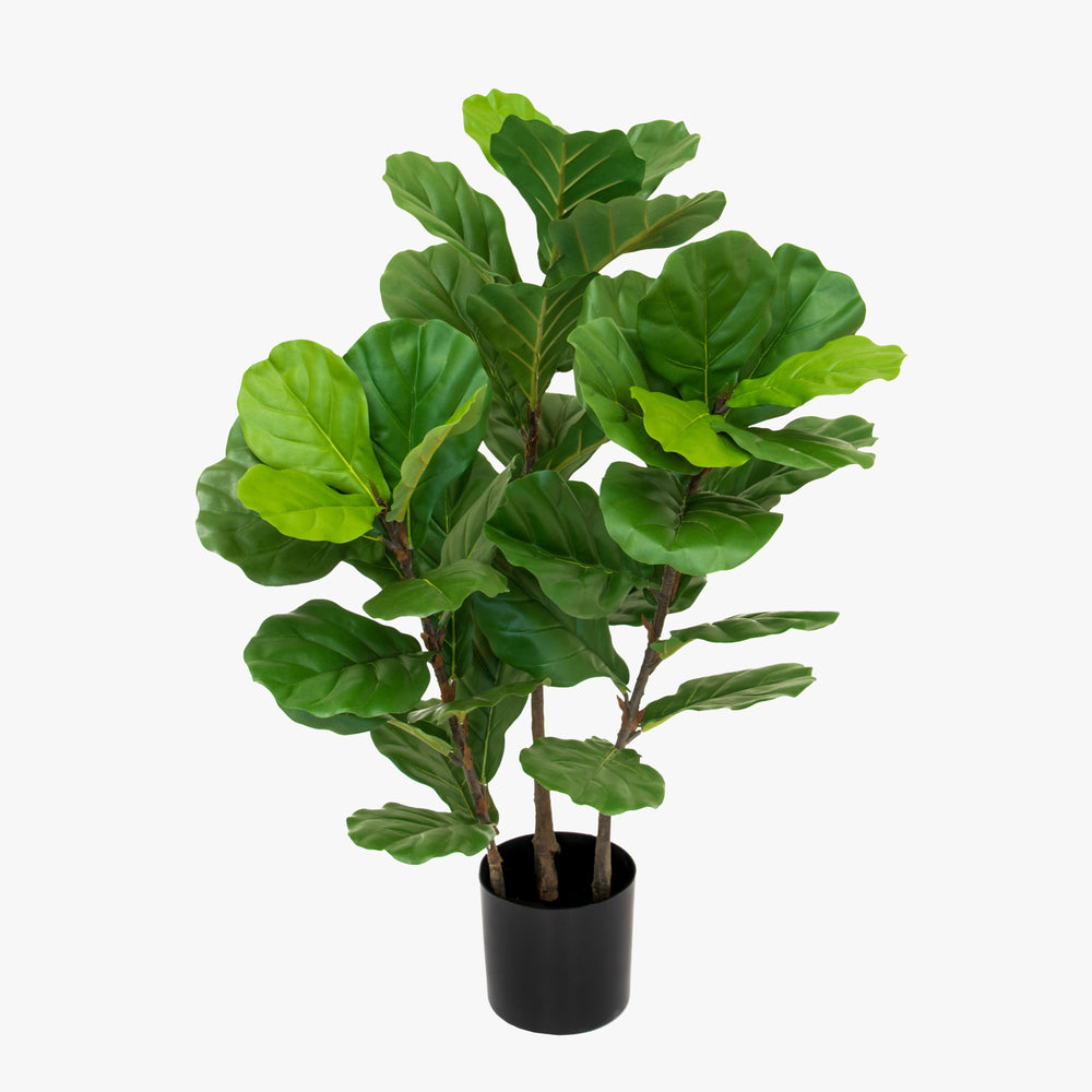 Potted fiddle leaf fig plant on a white background