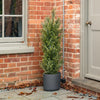 Potted plant on a stone patio in front of a brick wall with a door.
