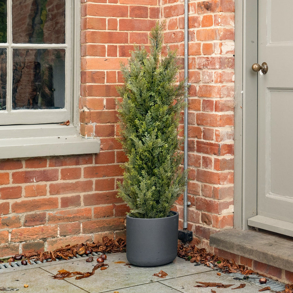 Potted plant on a stone patio in front of a brick wall with a door.