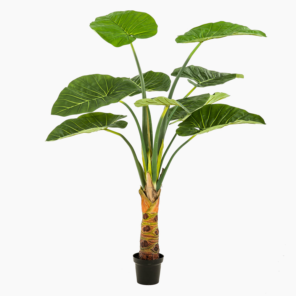 Potted plant with large green leaves on a white background