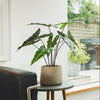 Potted plant on a small round table next to a black leather chair with a window in the background.