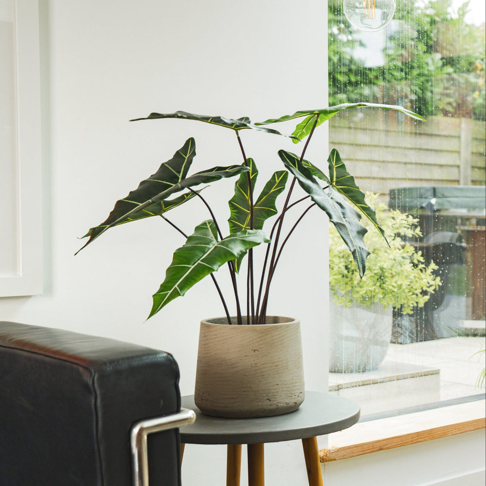 Potted plant on a small round table next to a black leather chair with a window in the background.
