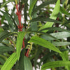 Artificial Asian wonder bamboo leaves
