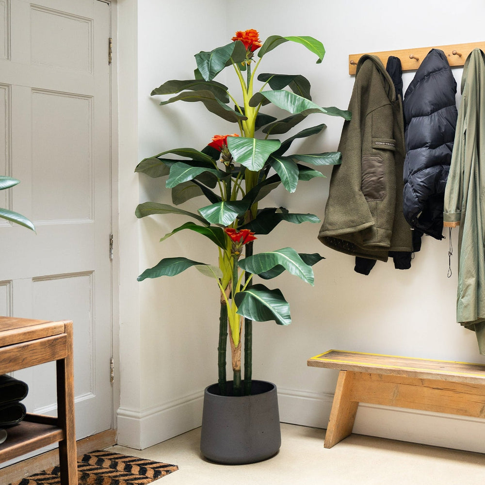 Potted plant in a room with wooden bench, coat rack, and door.