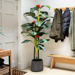 Potted plant in a room with wooden bench, coat rack, and door.