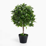 Bay laurel bush ball