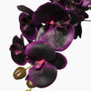 Black orchid