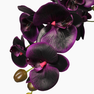 Black orchid