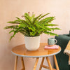 Fern plant in a pot on a small wooden table with a mug and book against a beige wall.