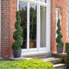 Boxwood spiral